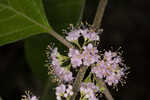 American beautyberry